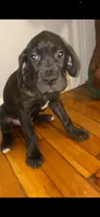 Gotti, a male Cane Corso for sale in Cleveland, OH – 1 of 9