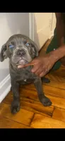 Onyx, a female Cane Corso for sale in Cleveland, OH – 7 of 7