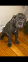 Groot, a male Cane Corso for sale in Cleveland, OH – 5 of 9