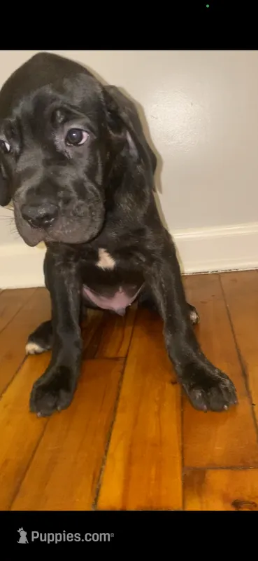 Debo  – Cane Corso puppy for sale in Cleveland, OH