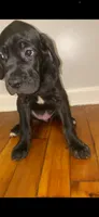 Debo , a male Cane Corso for sale in Cleveland, OH – 1 of 10