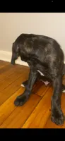 Debo , a male Cane Corso for sale in Cleveland, OH – 8 of 10