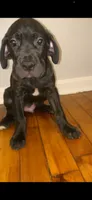Gotti, a male Cane Corso for sale in Cleveland, OH – 5 of 9