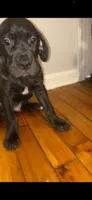 Gotti, a male Cane Corso for sale in Cleveland, OH – 4 of 9