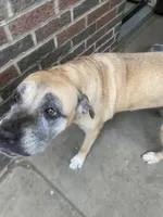 Sandy , a female Cane Corso for sale in Cleveland, OH – 6 of 10