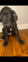 Gotti, a male Cane Corso for sale in Cleveland, OH – 2 of 9