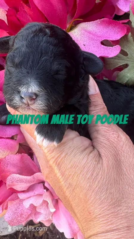 shadow – Poodle - Toy  puppy for sale in Hugo, OK