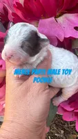 SUEDE, a male Poodle - Toy  for sale in Hugo, OK – 1 of 1