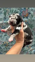 Duke , a male Great Dane for sale in Hugo, OK – 2 of 3