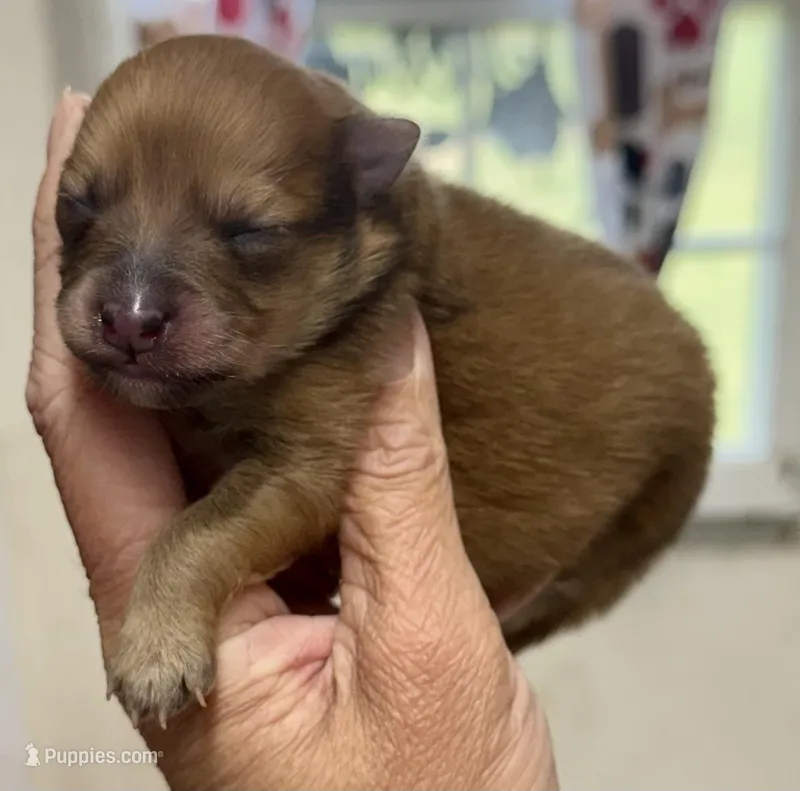 Mr. Bigg – Pomeranian puppy for sale in Hugo, OK