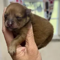 Mr. Bigg, a male Pomeranian for sale in Hugo, OK – 1 of 2