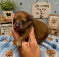 Mr. Bigg, a male Pomeranian for sale in Hugo, OK – 2 of 2