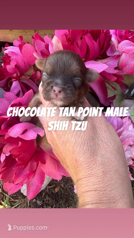 Gizmo – Shih Tzu puppy for sale in Hugo, OK