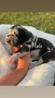 Duke , a male Great Dane for sale in Hugo, OK – 3 of 3