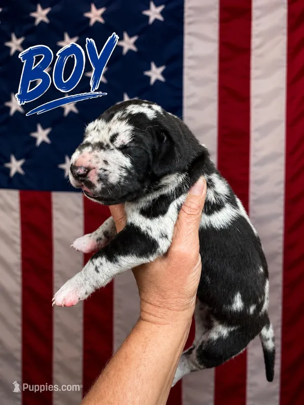 Duke  – Great Dane puppy for sale in Hugo, OK