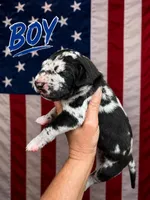 Duke , a male Great Dane for sale in Hugo, OK – 1 of 3