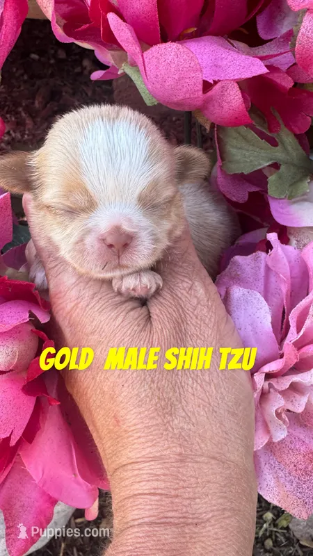 biscuit – Shih Tzu puppy for sale in Hugo, OK