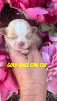 biscuit, a male Shih Tzu for sale in Hugo, OK – 1 of 1
