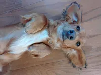 Shaded Red Female, a female Miniature Dachshund for sale in Santa Fe, NM – 2 of 2
