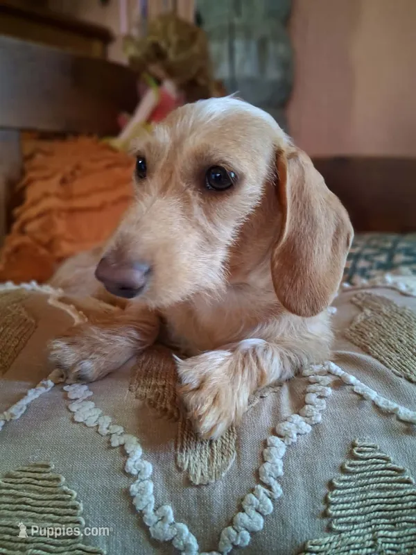 Rare wire coat cream  – Miniature Dachshund puppy for sale in Lutz, FL