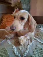 Rare wire coat cream , a female Miniature Dachshund for sale in Lutz, FL – 2 of 2