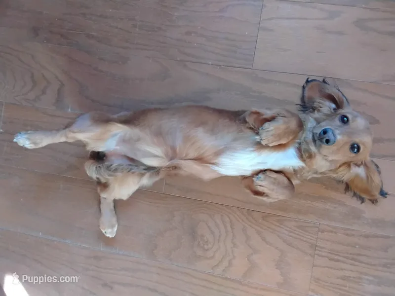 Shaded Red Female – Miniature Dachshund puppy for sale in Santa Fe, NM