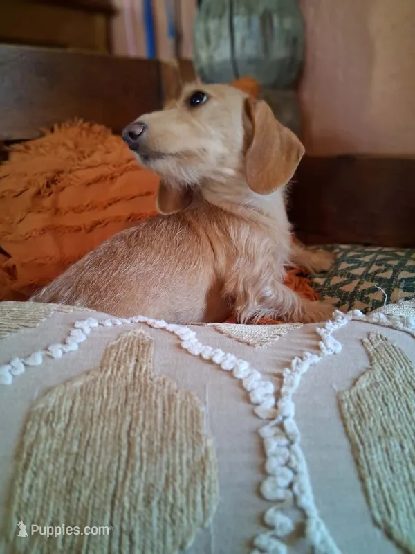 Rare wire coat cream  – Miniature Dachshund puppy for sale in Lutz, FL