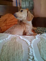 Rare wire coat cream , a female Miniature Dachshund for sale in Lutz, FL – 1 of 2