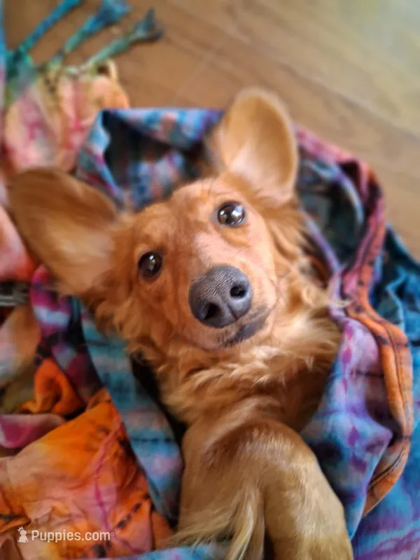 Shaded Red Female – Miniature Dachshund puppy for sale in Santa Fe, NM