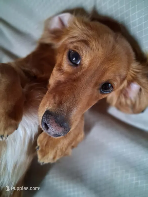 Shaded Red Female – Miniature Dachshund puppy for sale in Santa Fe, NM