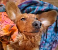 Shaded Red Female, a female Miniature Dachshund for sale in Santa Fe, NM – 2 of 2