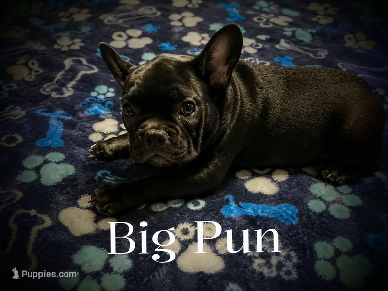 BIG PUN – French Bulldog puppy for sale in Deptford, NJ