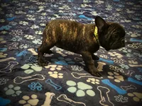 Sassy, a male French Bulldog for sale in Deptford, NJ – 3 of 5