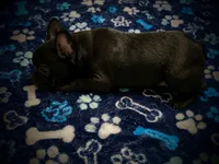 BIG PUN, a male French Bulldog for sale in Deptford, NJ – 6 of 9