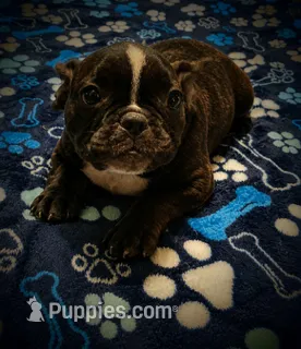 Gugu (WAGU) – French Bulldog puppy for sale in Deptford, NJ