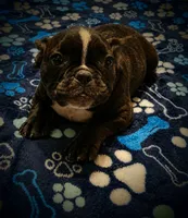 Gugu (WAGU), a male French Bulldog for sale in Deptford, NJ – 1 of 4