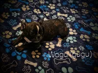 Gugu (WAGU), a male French Bulldog for sale in Deptford, NJ – 4 of 4