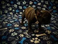 Sassy, a male French Bulldog for sale in Deptford, NJ – 4 of 5
