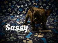 Sassy, a male French Bulldog for sale in Deptford, NJ – 1 of 5