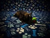 Gugu (WAGU), a male French Bulldog for sale in Deptford, NJ – 2 of 4