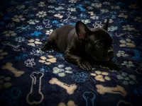 BIG PUN, a male French Bulldog for sale in Deptford, NJ – 8 of 9