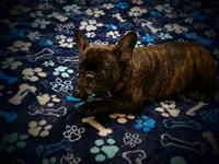 Tigga , a male French Bulldog for sale in Deptford, NJ – 3 of 4