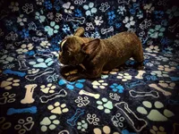 Gugu (WAGU), a male French Bulldog for sale in Deptford, NJ – 3 of 4