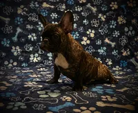 Tigga , a male French Bulldog for sale in Deptford, NJ – 2 of 4