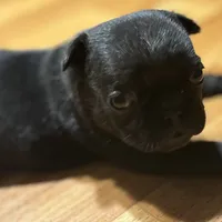 Hitman  jr, a male French Bulldog for sale in Woodbury, NJ – 3 of 3