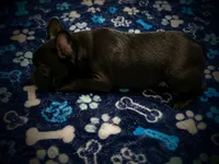 BIG PUN, a male French Bulldog for sale in Deptford, NJ – 9 of 9