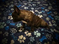 Tigga , a male French Bulldog for sale in Deptford, NJ – 4 of 4