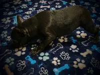 BIG PUN, a male French Bulldog for sale in Deptford, NJ – 7 of 9