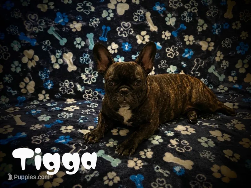 Tigga  – French Bulldog puppy for sale in Deptford, NJ