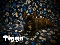 Tigga , a male French Bulldog for sale in Deptford, NJ – 1 of 4